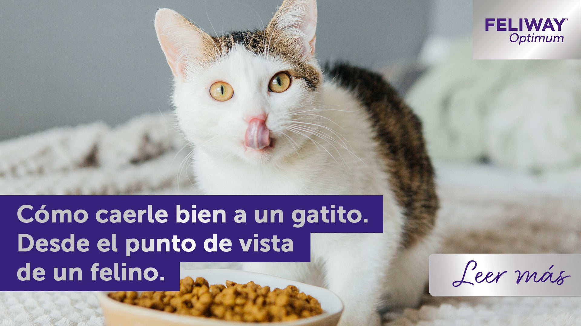 Gatito blanco y marrón lamiéndose la nariz frente a un cuenco de comida.