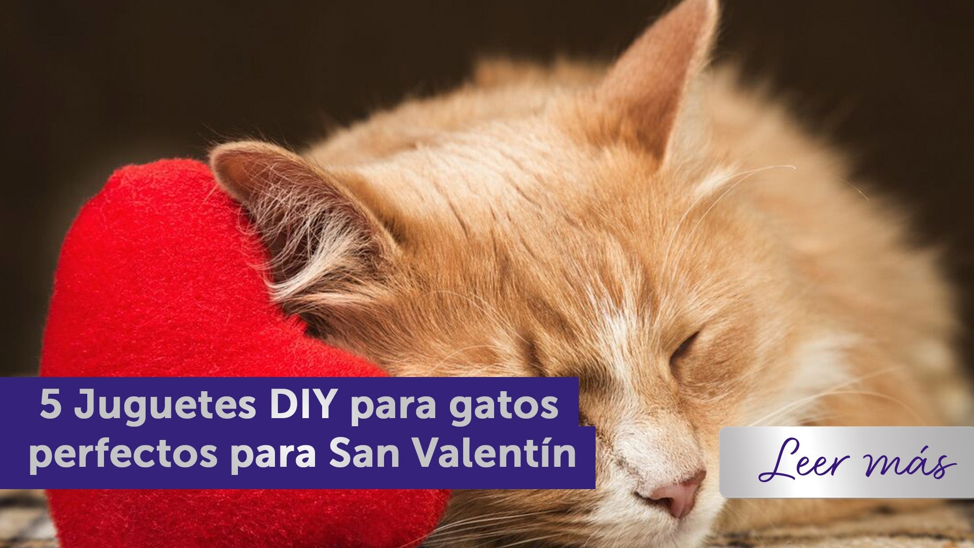 Gato pelirrojo acostado con un juguete en forma de corazón. 