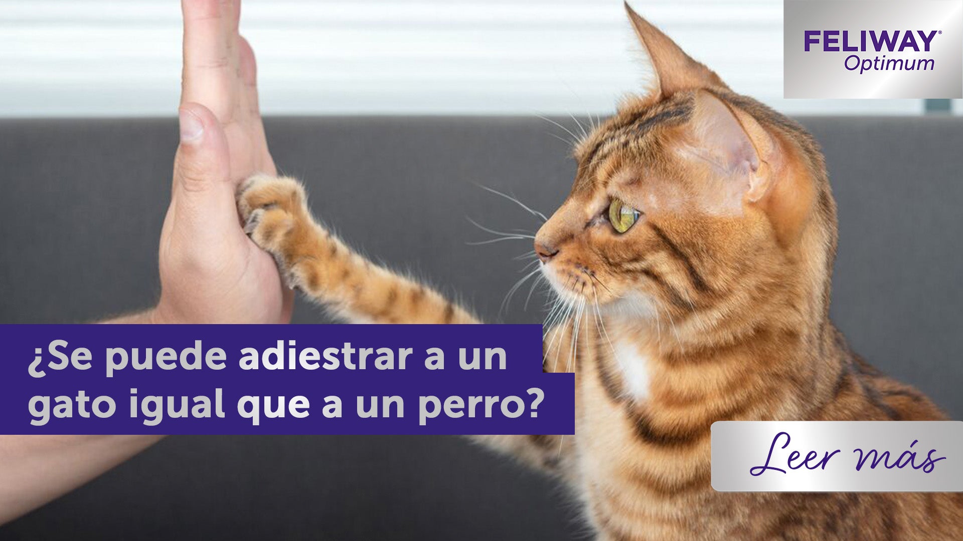 adiestrar a un gato