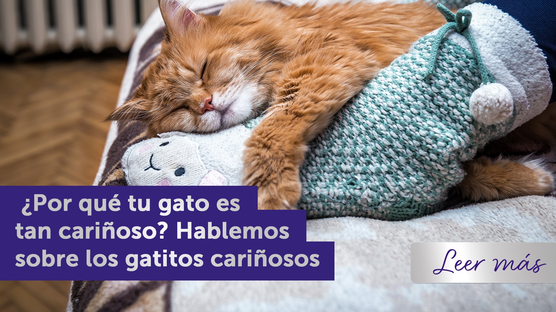 Gato naranja durmiendo junto al pie de una persona en un sofá.