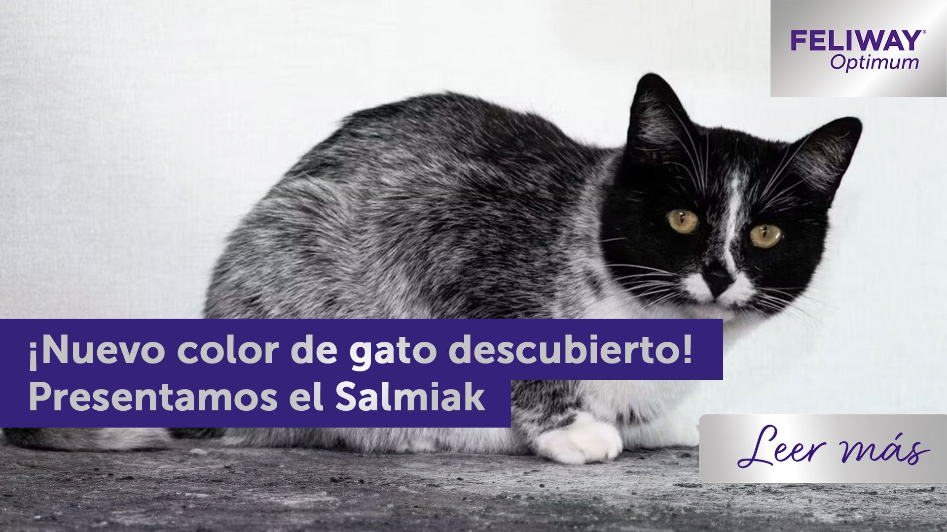 Nuevo color gato