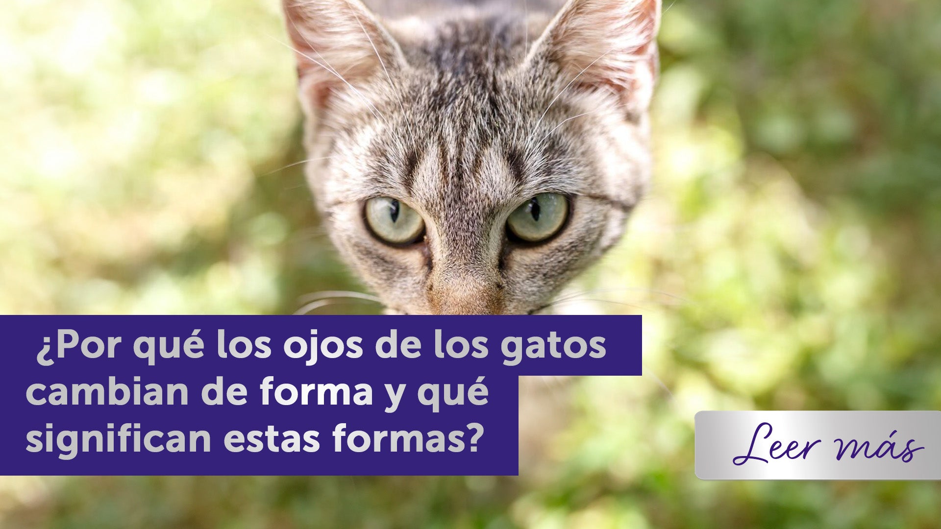 cambio de forma de los ojos en gatos