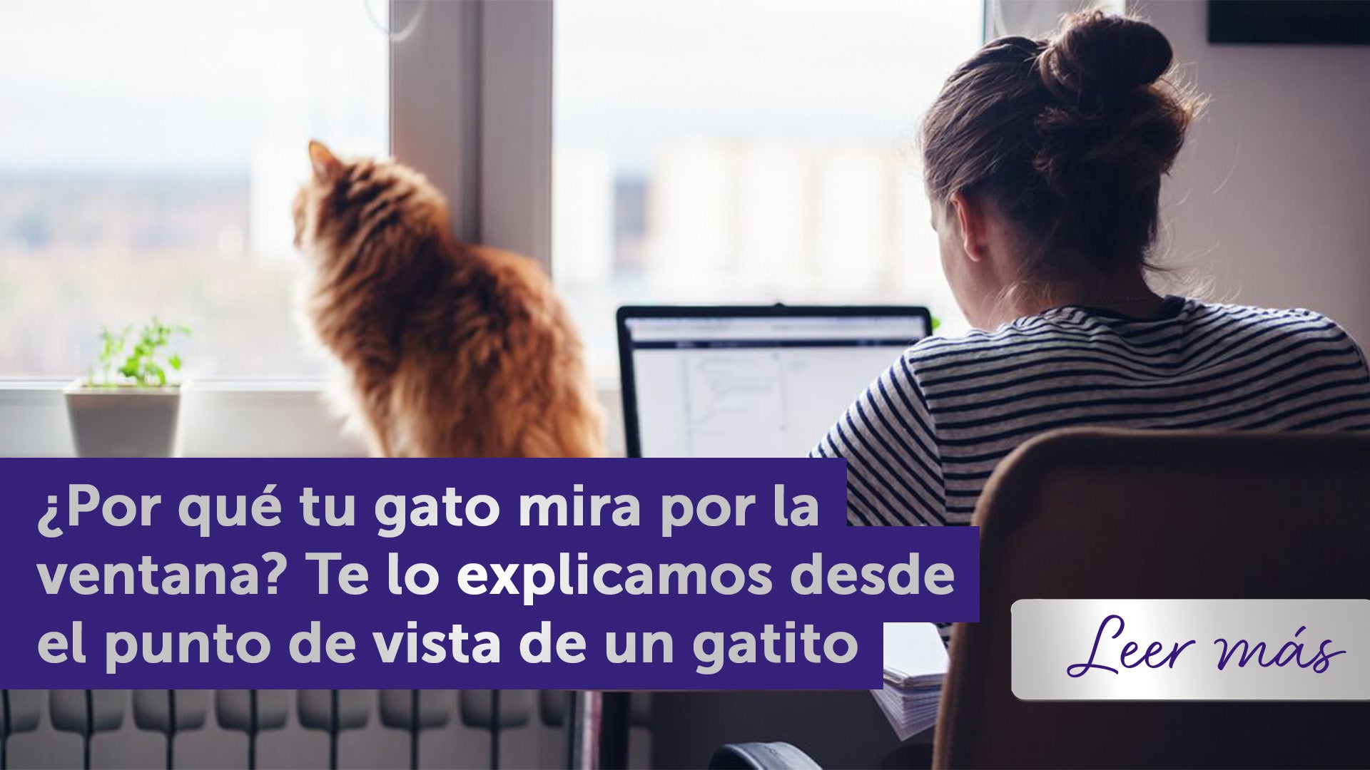 Gato mirando por la ventana mientras una mujer trabaja en su portátil.