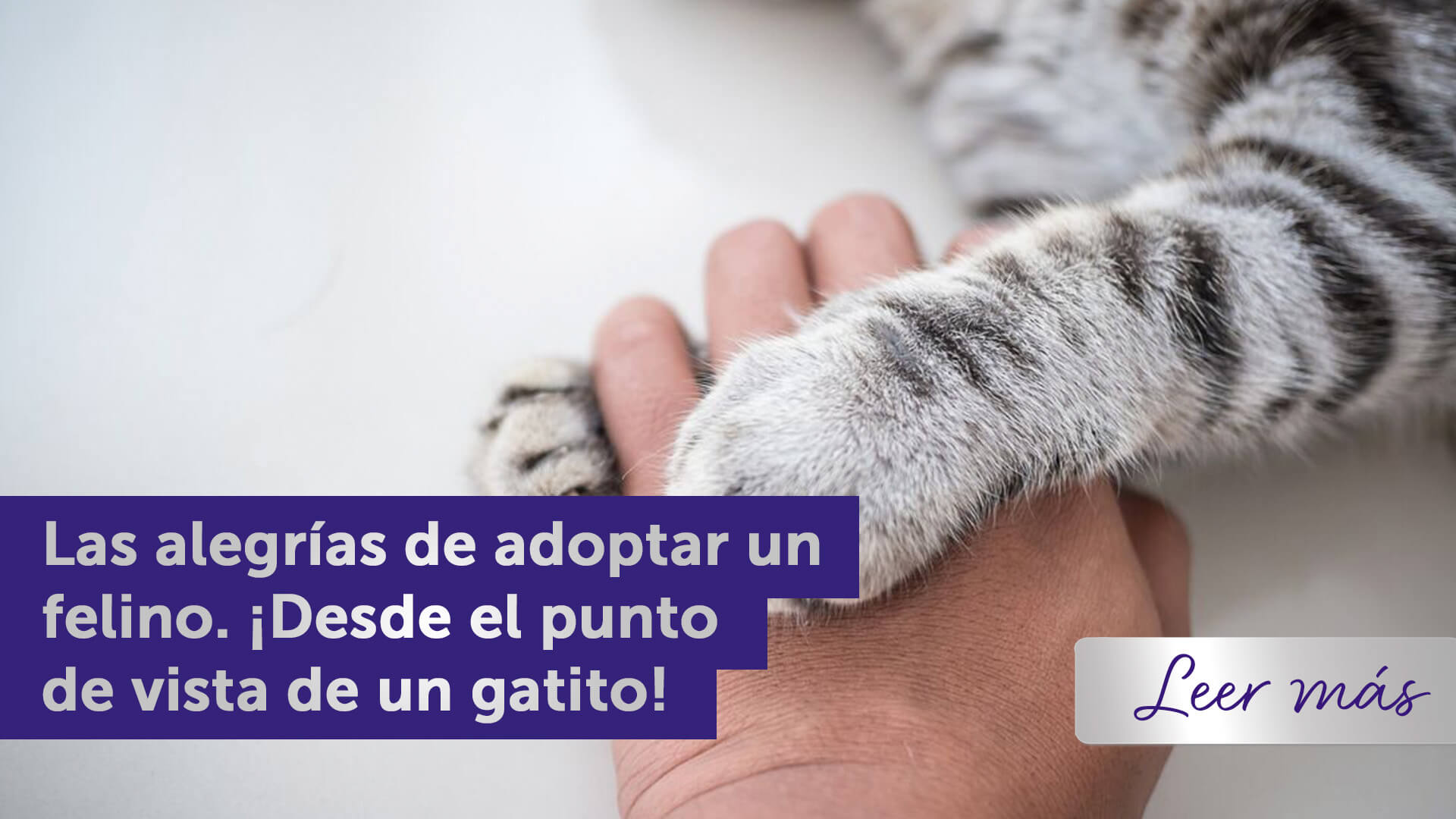 Patas de gato enroscadas alrededor de la mano de su humano