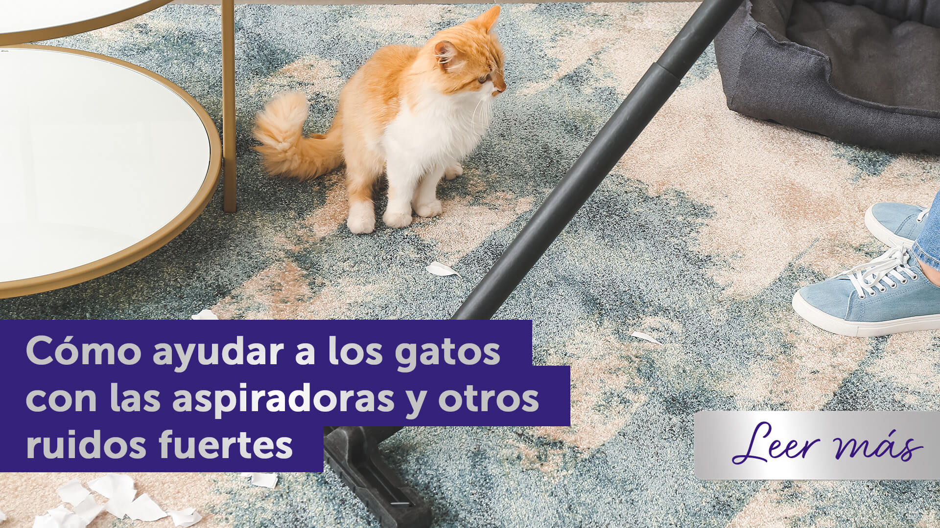 Gato naranja y blanco observando tentativamente mientras su humano usa una aspiradora.