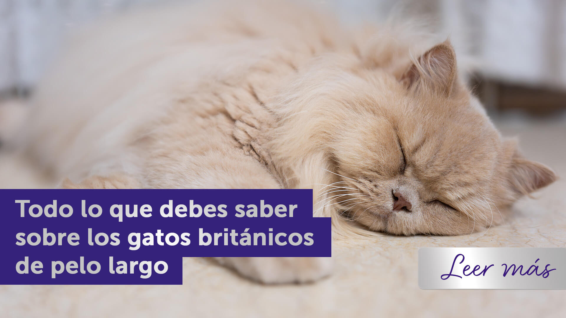 ¡Todo lo que necesitas saber sobre los gatos británicos de pelo largo!